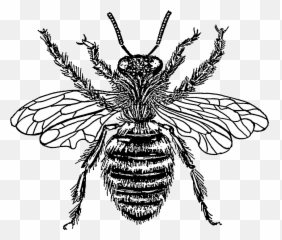Filebee Psppng - Wikimedia Commons Transparent Background Bee Drawing Transparent,Psp Png
