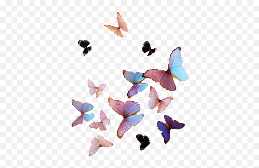 Download Free Png Butterfly Background Tumblr - Dlpngcom Transparent Butterfly Aesthetic Png,Transparent Background Tumblr