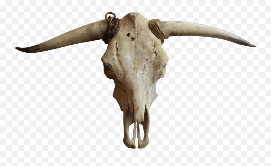 Cattle Goat Horn Bone - Cow Skull Png,Cow Head Png