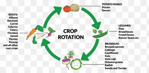 Agriculture U2014 Psci - Industrial Revolution Crop Rotation Png,Crops Png