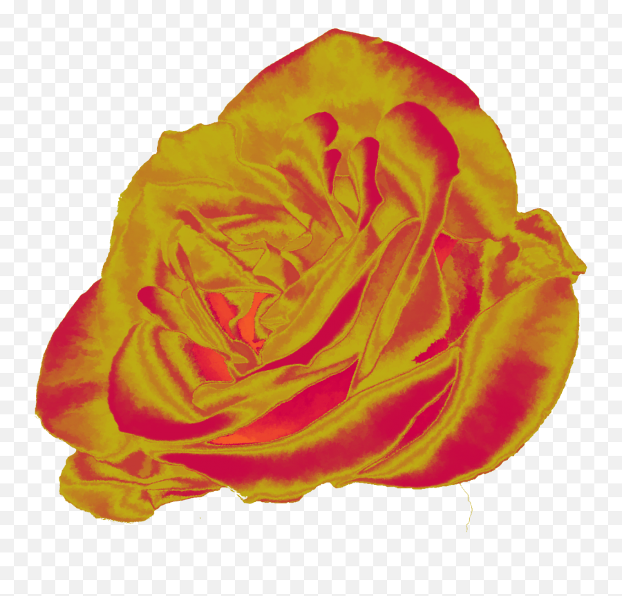 Orange And Yellow Rose Free Stock Photo - Public Domain Pictures Garden Roses Png,Yellow Rose Png