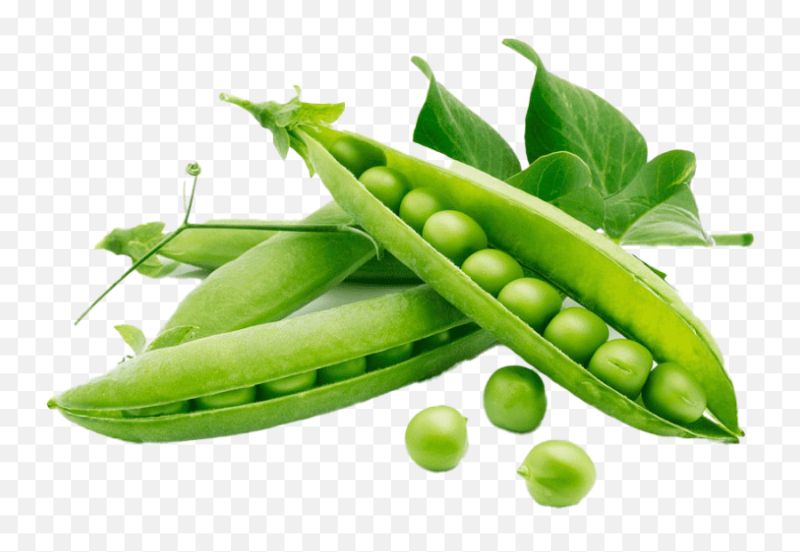 Green Beans Png Download Image - Green Beans Png,Beans Png