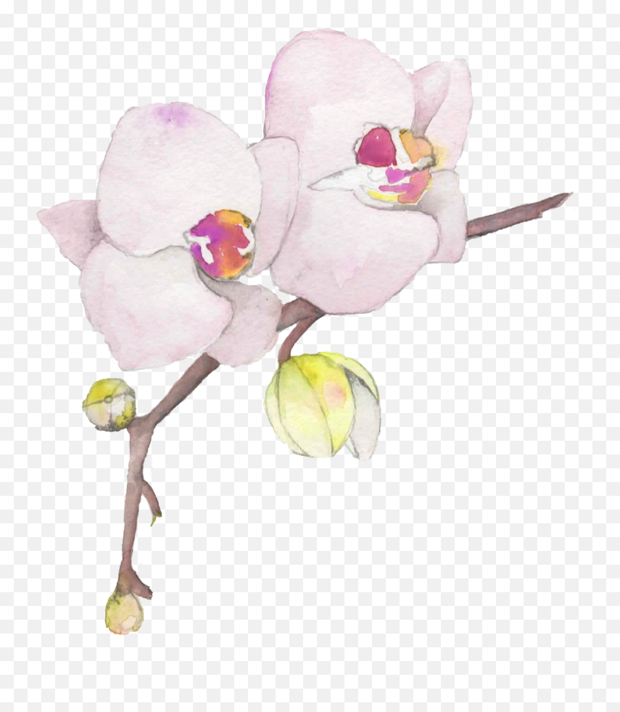 Flowers U2014 Wildblumen Ink Png Orchid