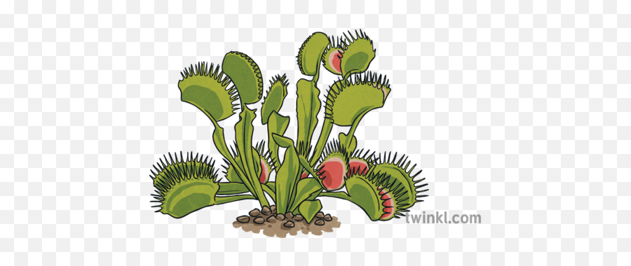 Venus Fly Trap Illustration - Twinkl Venus Fly Trap Illustration Png,Trap Png