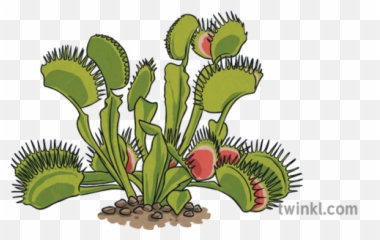 Venus Fly Trap Illustration - Twinkl Venus Fly Trap Illustration Png,Trap Png