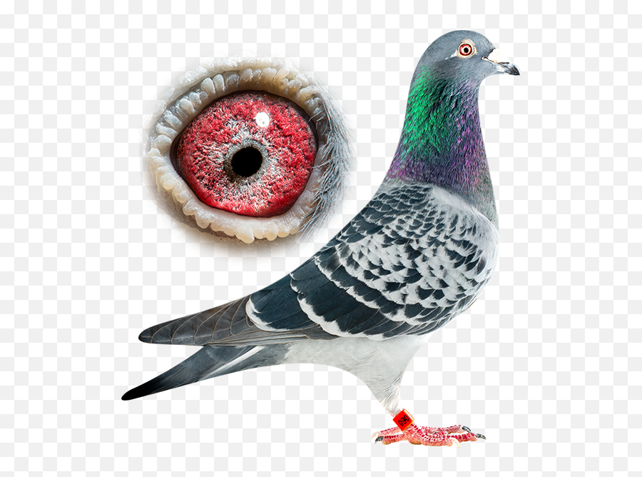 Dan - 023110060 Mu0026c Breeding Stronger Line Of Marathon Pigeon Png,Usain Bolt Png