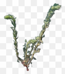 4k Desert Plant 2 Gust 6 - Twig png