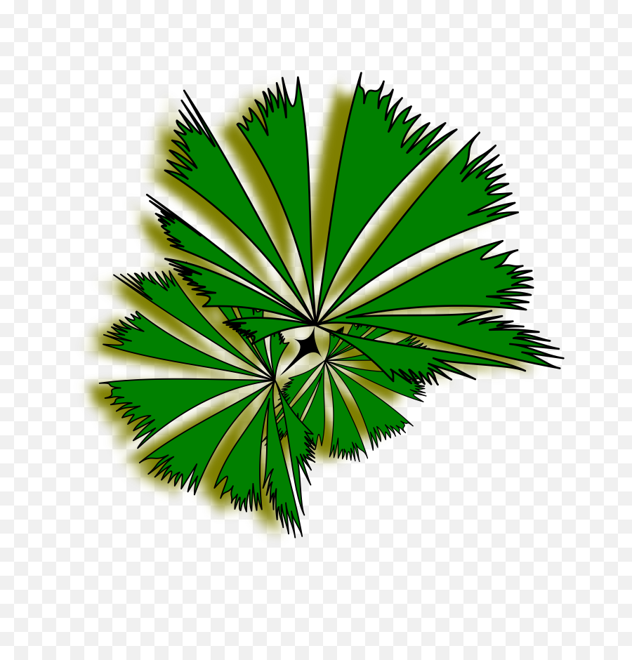 Palm Raphis 01a - Top View Trees Clipart Png,Palm Trees Png
