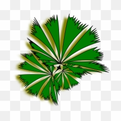 Palm Raphis 01a - Top View Trees Clipart png