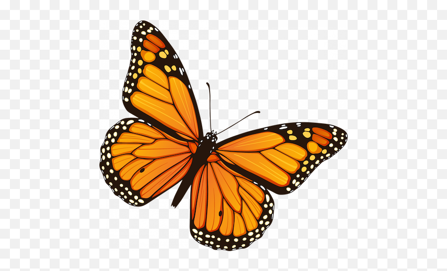 Resources For Undocumented Students - Daca Butterfly Png,Monarch Butterfly Icon