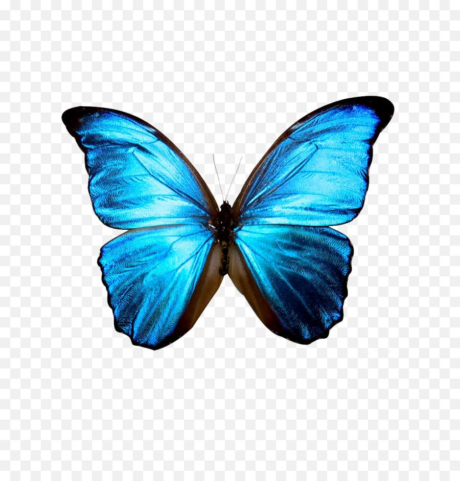 Download Clipart Butterfly Sky Blue - Transparent Background Blue Butterfly Png,Butterfly Transparent