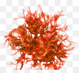 Red - Edible Seaweed Png,Algae Png