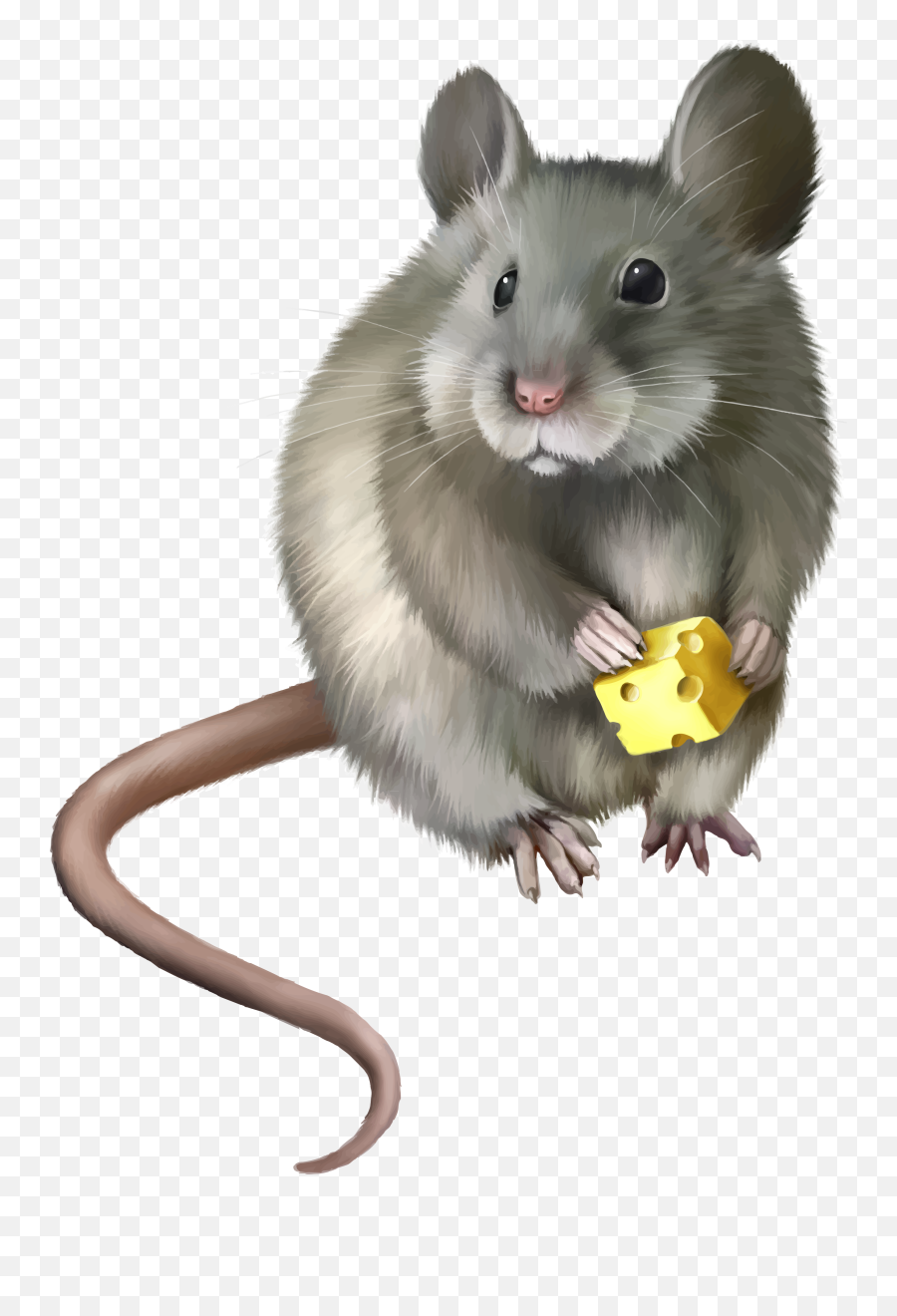 Mouse Png Hd Quality Play - Clip Art Realistic Mouse,Mouse Png