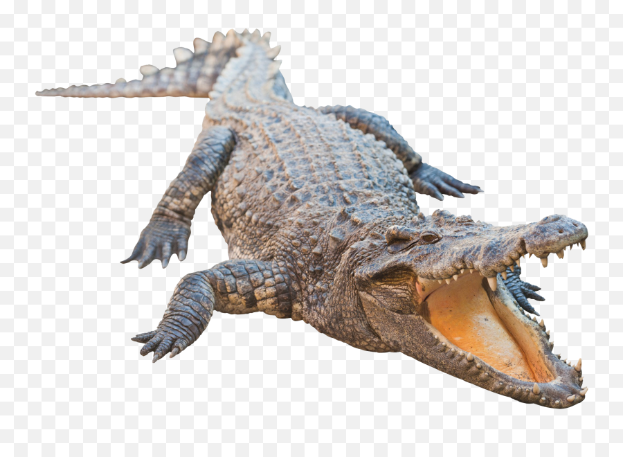 Real Alligator Transparent Image - Alligator Png,Alligator Transparent Background