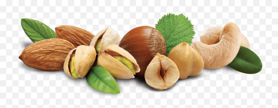 Hazelnut Archives - Elmas Almond Png,Hazelnut Icon