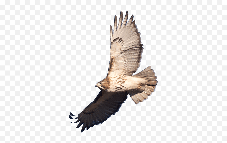 Eagles Falcons Hawks And Osprey Archives - Urban Hawks Sea Eagle Png,Peregrine Falcon Icon