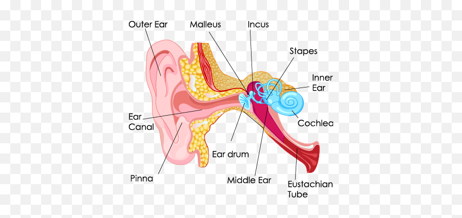 Middle Ear Fluid - Nacd International The National Parts Of The Human Ear Png,Ear Png