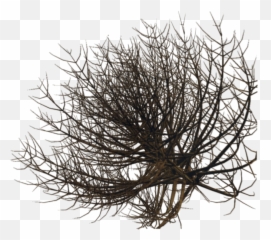Download Desert Bush Png - Plants