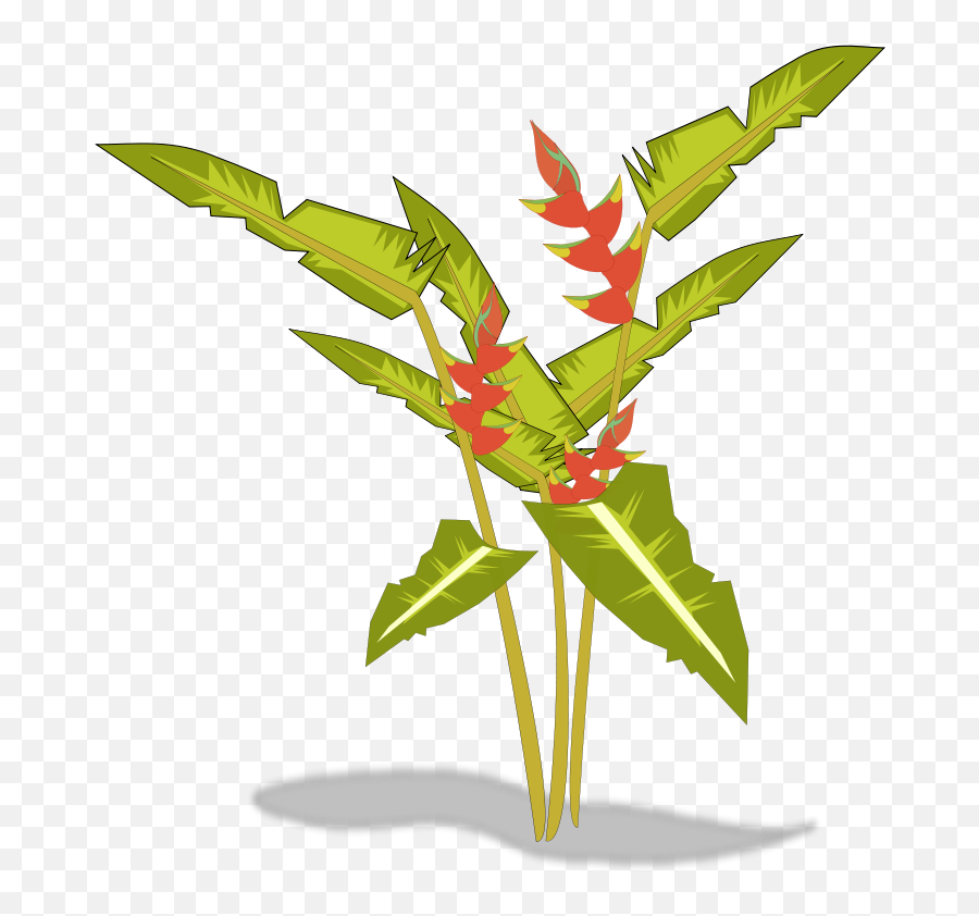 Download Hd Free To Use Public Domain Plants Clip Art - Heliconia Rostrata Png,Tropical Plants Png
