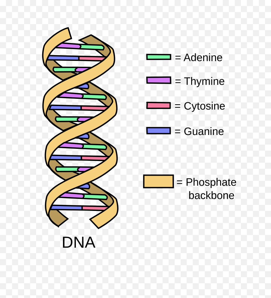 Simple Definition Of Png - Basic Structure Of A Dna Simple Dna Structure,Dna Png
