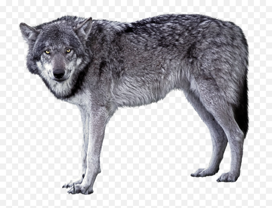 Grey Wolf Png Image - Gray Wolf Transparent Background Grey Wolf Png,Wolf Transparent Png