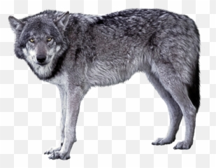 Grey Wolf Png Image - Gray Wolf Transparent Background Grey Wolf Png,Wolf Transparent Png