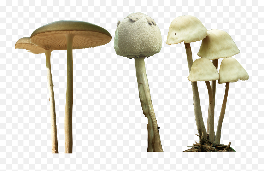 Magic Mushroom Transparent U0026 Png Clipart Free Download - Ywd,Mushroom Transparent Background