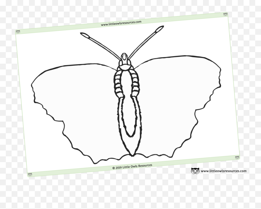 Free Minibeasts Printable Early Yearsey Eyfs Resources - Sketch Png,Butterfly Outline Png