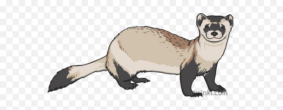 Black Footed Ferret 1 Illustration - Weasel Png,Ferret Png