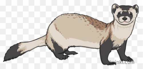 Black Footed Ferret 1 Illustration - Weasel Png,Ferret Png
