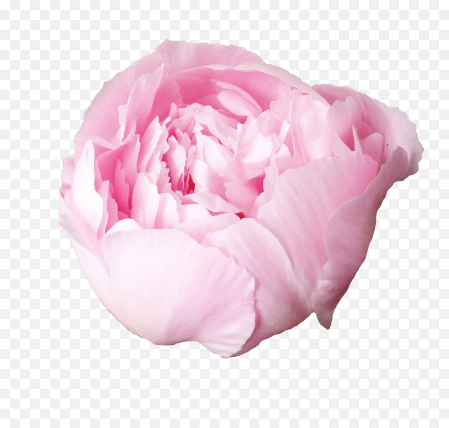 Paeonia Alertie - Peony Png,Peonies Png