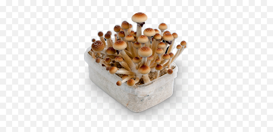 Some Religious Leaders Take Magic Mushrooms - Cheri Walsh Box Champignon Hallucinogène Png,Mushrooms Png