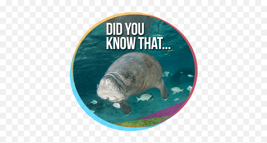 Swimming With Dolphins News By Dolphin Discovery - Formed Org Png,Manatee Png