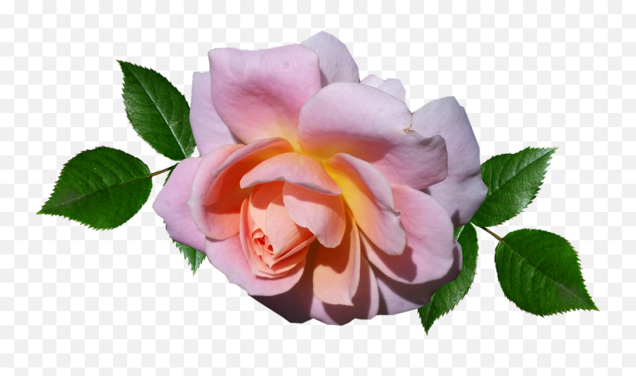 Rose Pink Flower - Free Photo On Pixabay Garden Roses Png,Pink Flowers Png