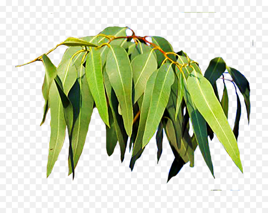 Gum Leaves Png - Eucalyptus Leaves Images Free Download,Eucalyptus Leaves Png