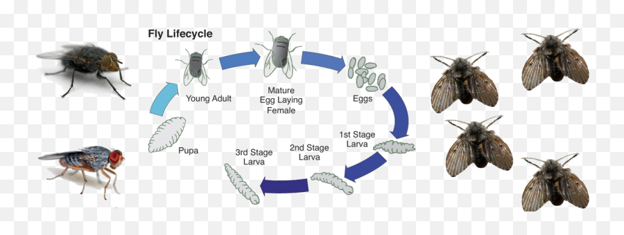 Download Fly Control - Life Cycle Of A Fly Full Size Png Life Cycle Of Insect Png,Fly Transparent