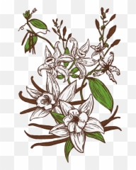 Vanilla Bean Stout - Vanilla Bean Illustration Png,Vanilla Bean Png