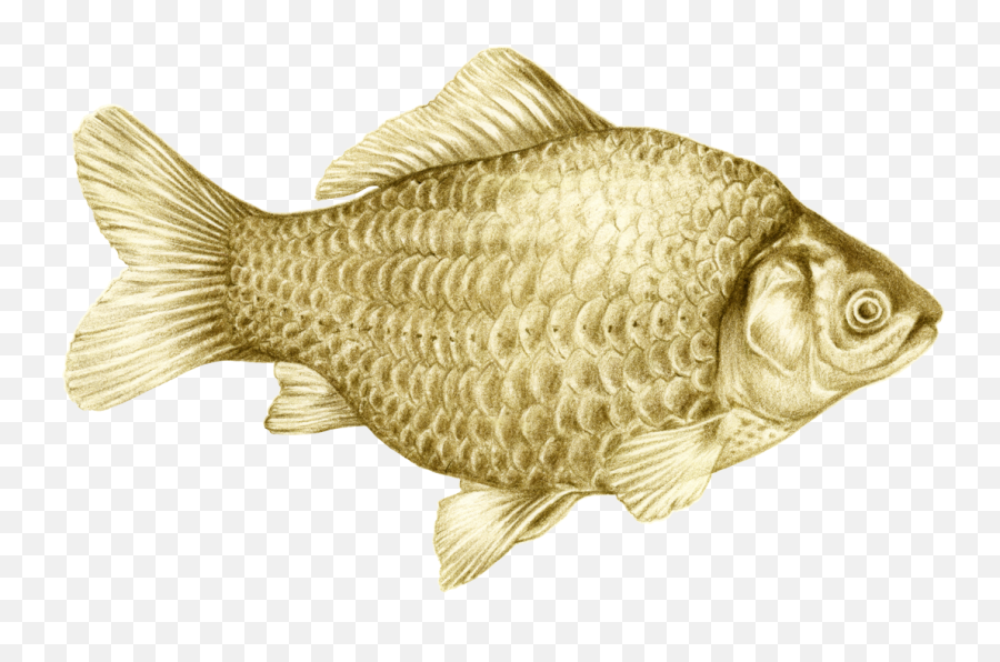 Download Fish Illustration Colored Pencil - Carp Png,Goldfish Png