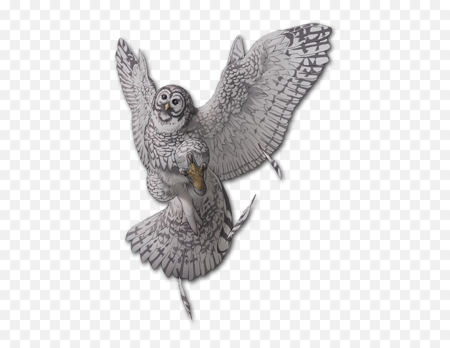 Snowy Owl - Great Grey Owl Png,Ovo Owl Png