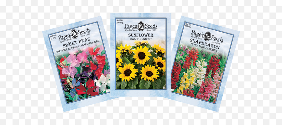 The Page Seed Company Inc - Flowers Seed Png,Seedling Png