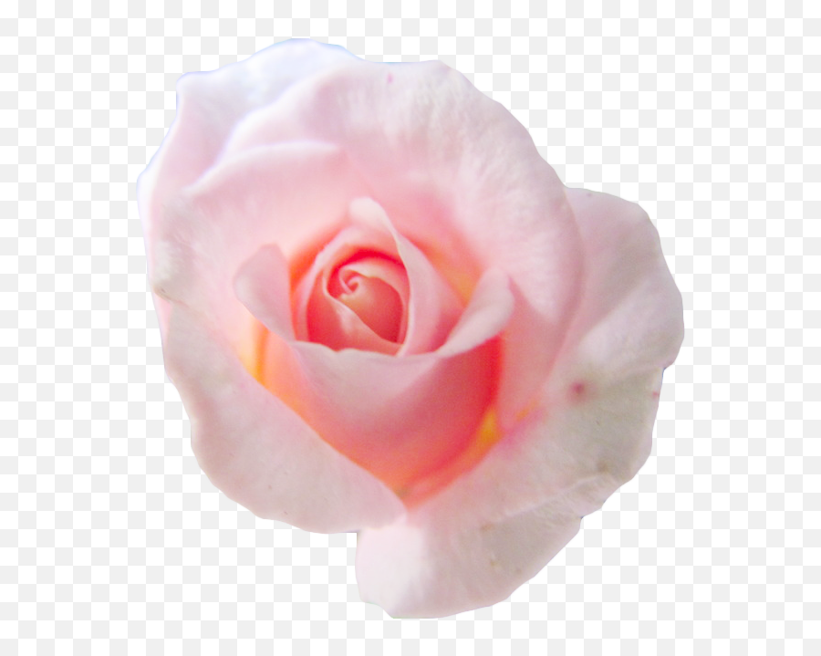 Transparent Png Freeuse Library - Floribunda,Transparent Pink Flowers