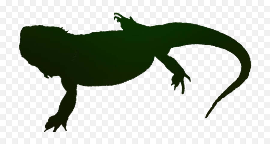 Transparent Bearded Dragon Lizard Icon - Amphibians Png,Lizard Icon
