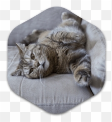 Saint Gertrude Of Nivelles Day - Cats On A Couch png