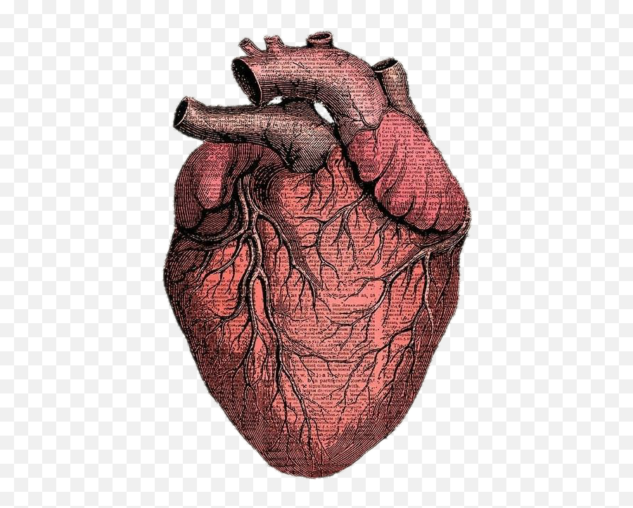 Heart Sticker Hearts Anatomy Anatomicalheart - Heart Anatomy Png Sticker,Anatomical Heart Png