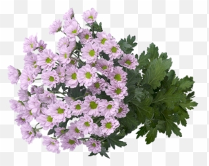 Download Hd A Colourful Explosion Of Small Flowers - African African Daisy Png,Daisy Png