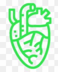 Cardiovascular Disease And Thrombosis - Voisin Consulting Corazon Icono Real Png,Cardio Icon