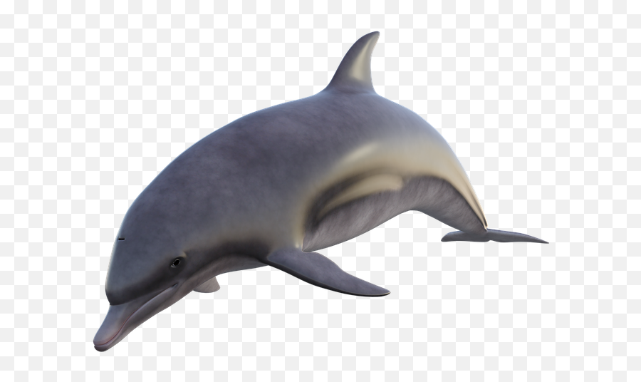 Dolphin Fish Ocean - Free Image On Pixabay Real Golfinho Png,Ocean Fish Png