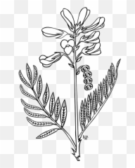 Ku Hedysarum Boreale Outline Png Svg Clip Art For Web - Simple Snapdragon Flower Drawing