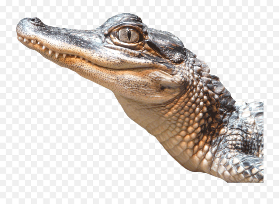 Alligator Png Transparent Image - Alligator Png,Alligator Transparent Background