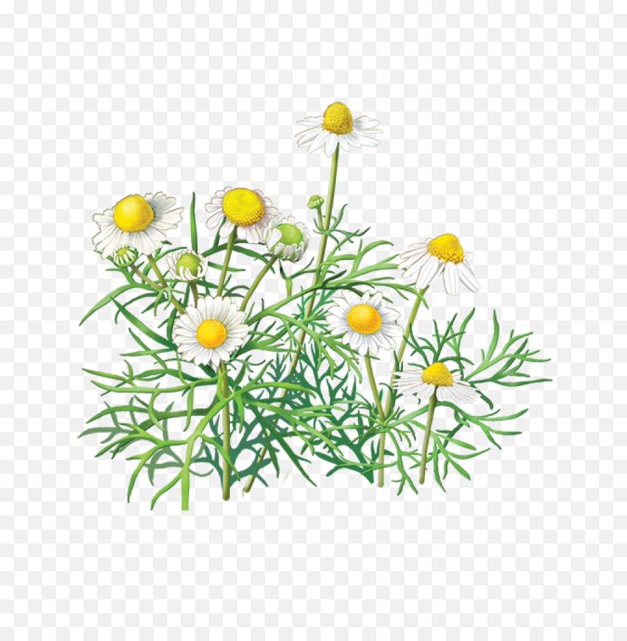 Plant Chamaemelum Nobile Oxeye Daisy Clip Art Illustration - Chamomile Free Clip Art Png,Daisy Transparent Background